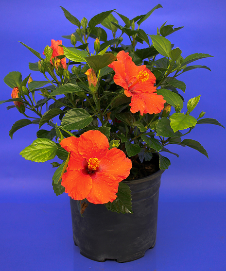 Hibiscus Bush - Danvers, Beverly, MA - Same-day Delivery by Currans Flowers