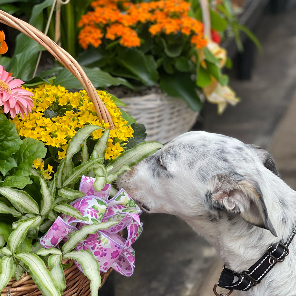 Currans Flowers Flowers, Plants & Gift Delivery Danvers, MA