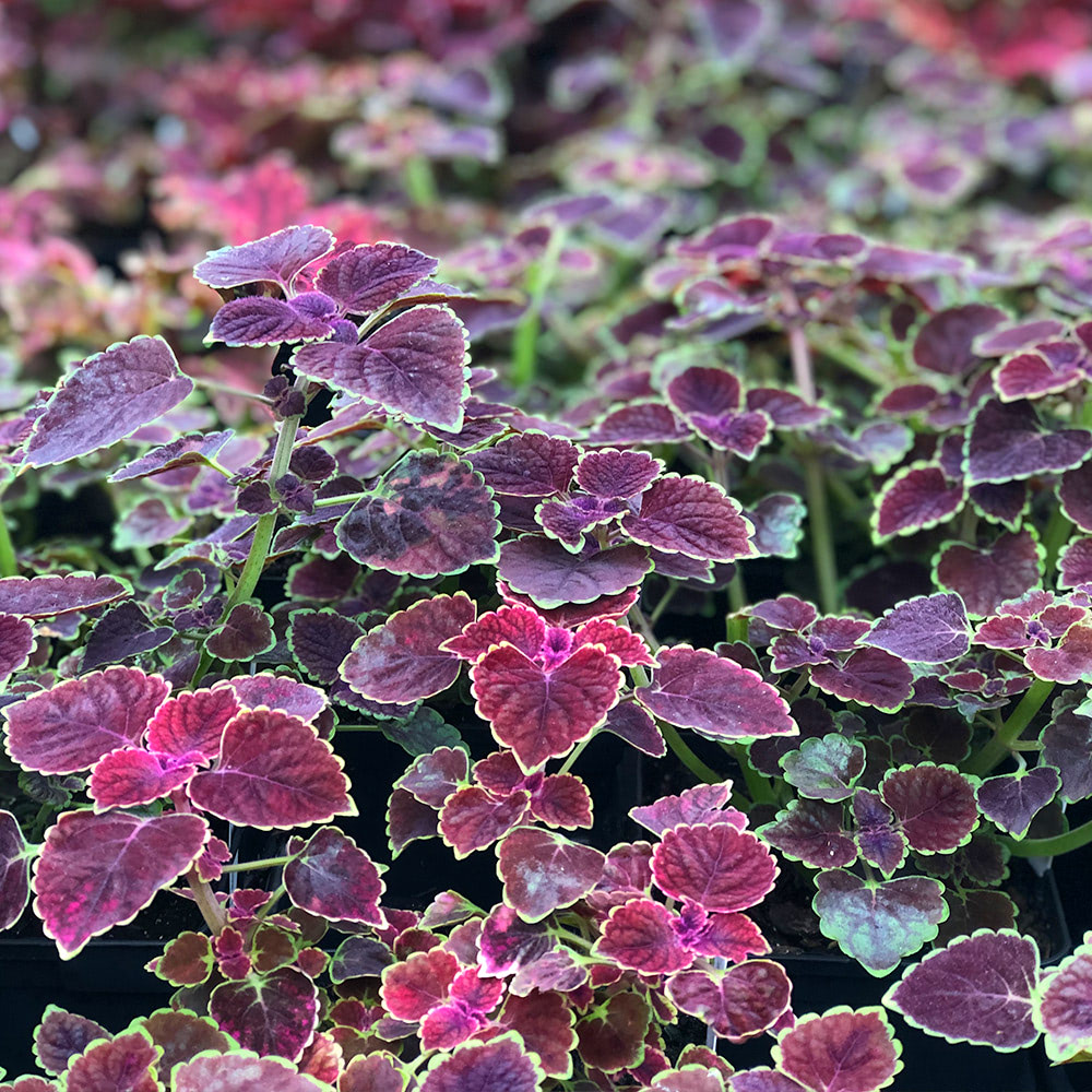 Currans Flowers Flowers, Plants & Gift Delivery Danvers, MA