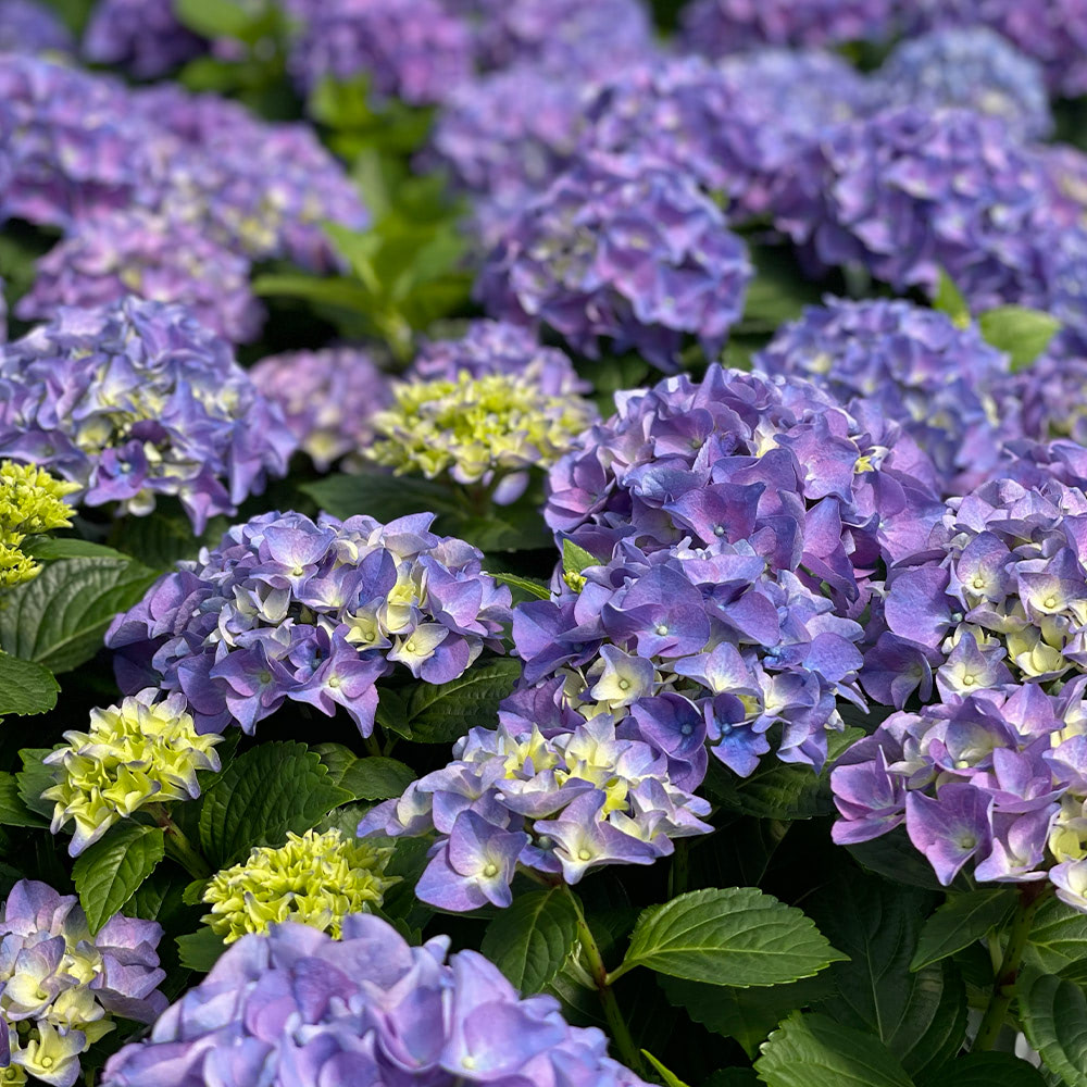 Currans Flowers Flowers, Plants & Gift Delivery Danvers, MA