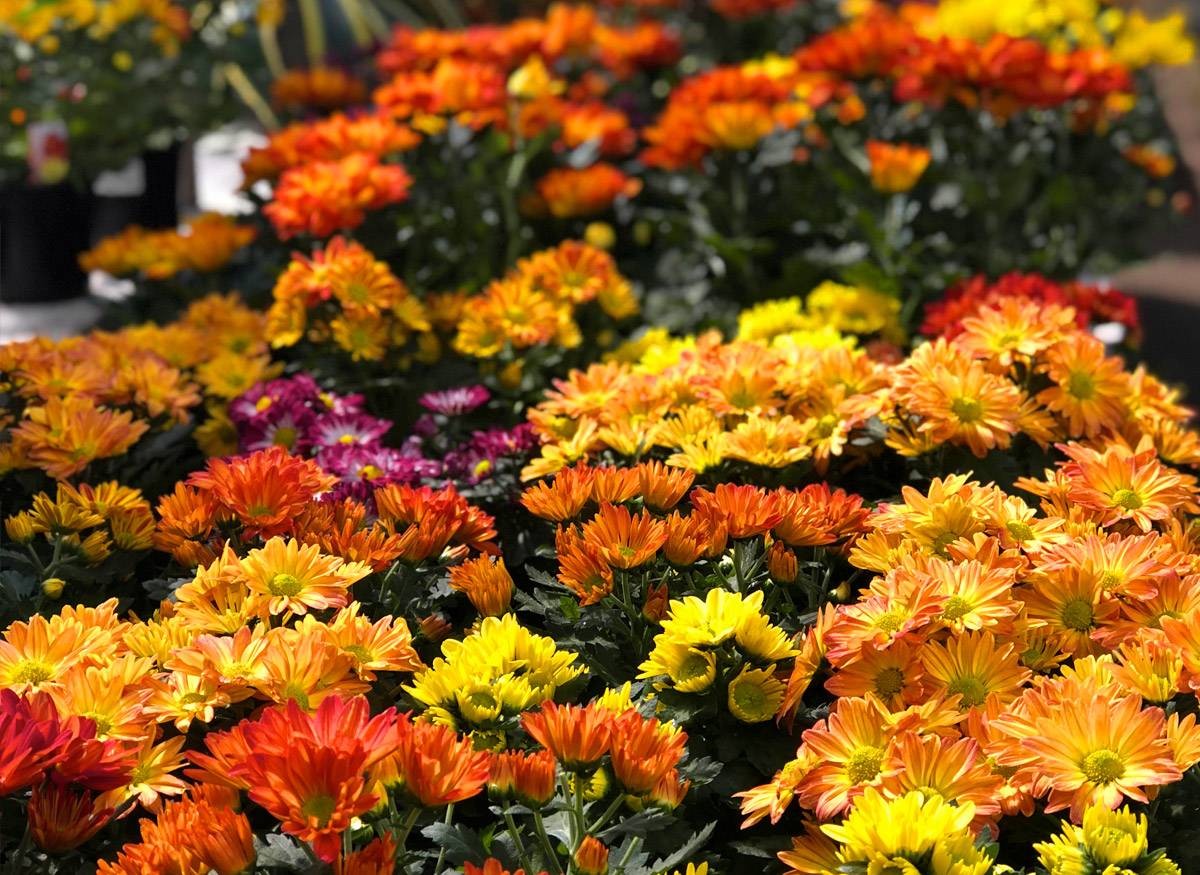 Currans Flowers Flowers, Plants & Gift Delivery Danvers, MA