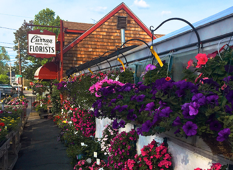 Hanging and potted flowers and plants on display outside our front door
